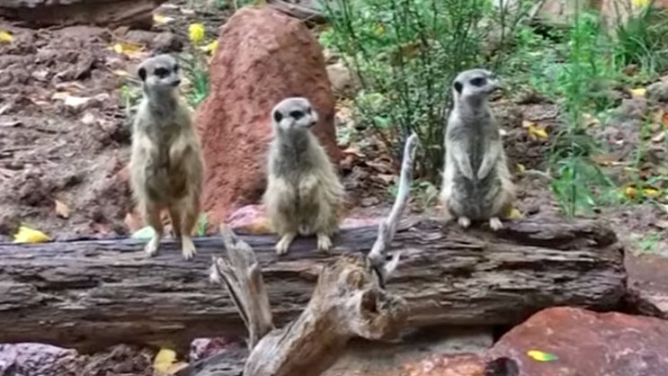 Erdmännchen Mundenhof